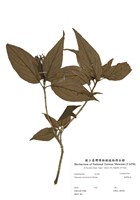 藏品(臺灣莢蒾)的圖片